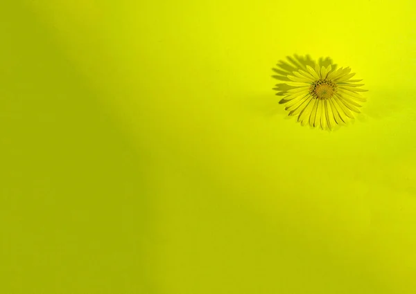 一朵美丽的黄色花朵 隔离在黄色的背景上 有空余的文字空间 — 图库照片