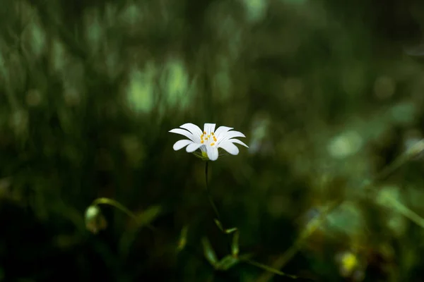Eine Nahaufnahme Eines Blühenden Gänseblümchens — Stockfoto