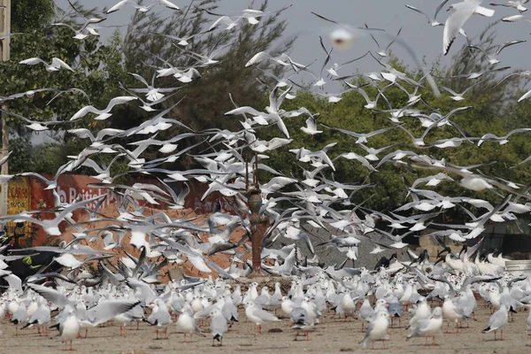 Flock Måsar Som Flyger Och Står Marken — Stockfoto