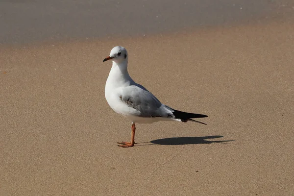 Primer Plano Una Gaviota Posada Sobre Una Superficie Arenosa — Foto de Stock