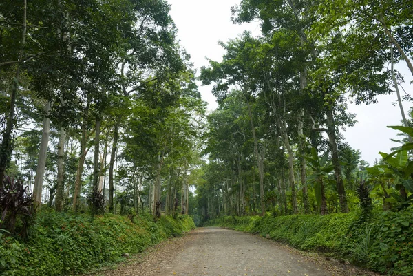 Autostrada Guatemala Rurale Spazio Viaggiare Sacco Vegetazione Verde Strade Aperte — Foto Stock
