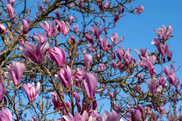 Closeup Shot Pink Magnolia Flowers Tree — Stock Photo, Image