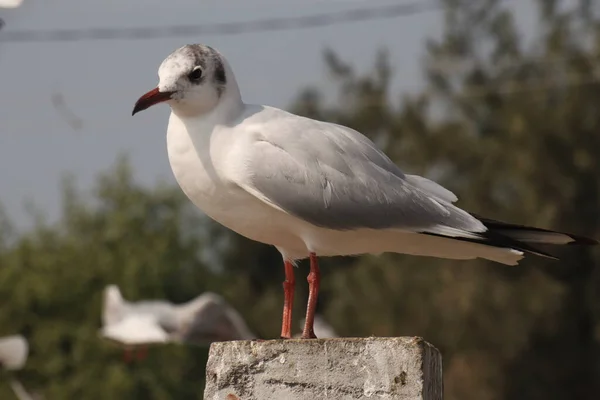 Plan Rapproché Une Mouette — Photo