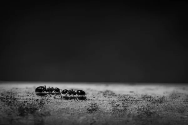 Uma Escala Cinza Perto Tiro Formigas — Fotografia de Stock