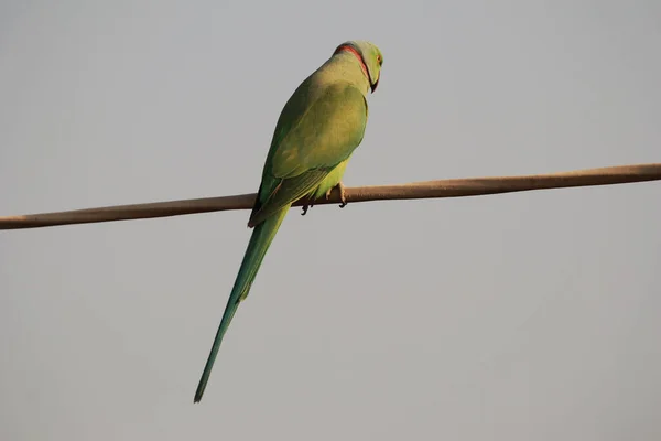 Primer Plano Loro Verde — Foto de Stock