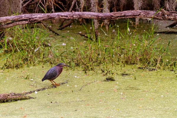 Pequeno Pássaro Heron Verde Uma Área Pantanosa Pantanosa Circle Bar — Fotografia de Stock