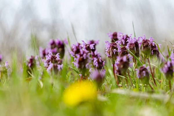 Cliché Jolies Fleurs Dans Champ Vert — Photo