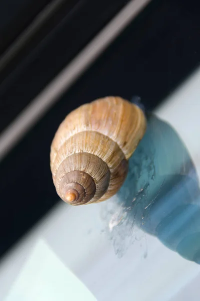 Caracol Jardim Janela Escritório Guatemala — Fotografia de Stock