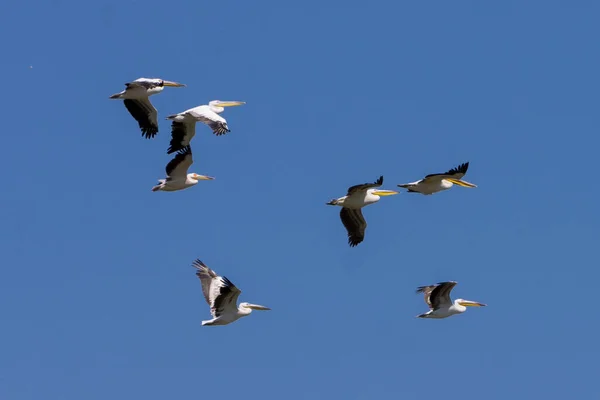 Een Shot Van Vogels Vliegend Blauwe Lucht — Stockfoto