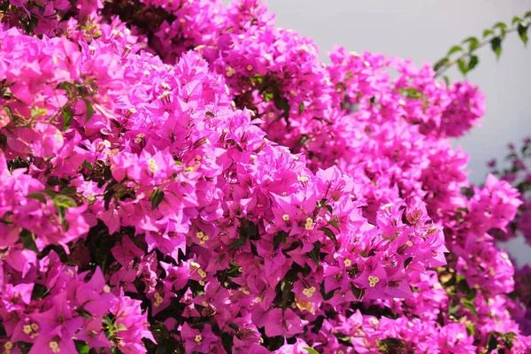 在一个阳光灿烂的日子里 加那利岛上兰萨罗特岛上美丽的紫色大丽花的特写 — 图库照片