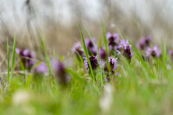 Focus Sélectif Fleurs Violettes Dans Champ Vert — Photo