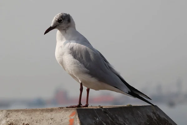 Closeup Shot Seagull Perched Stone Surface Blurred Background — Stock Photo, Image