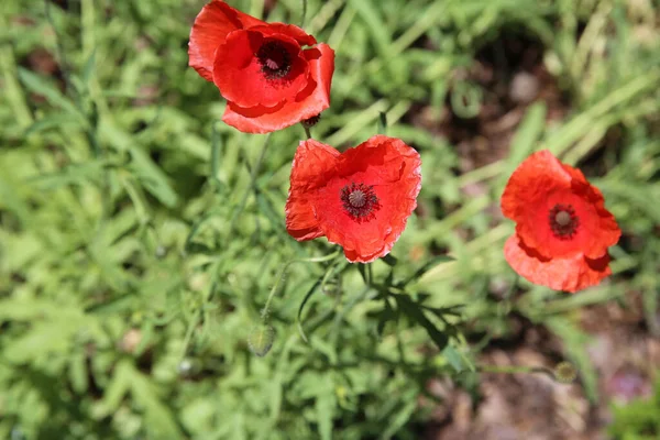 Eine Selektive Fokusaufnahme Von Mohn Auf Einem Feld — Stockfoto