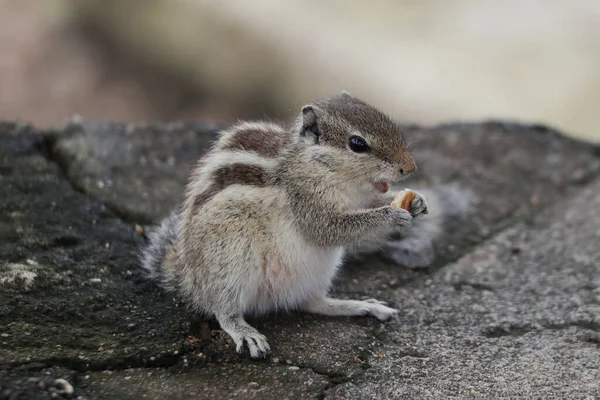 Uma Foto Close Esquilo Bonito Comendo Uma Noz — Fotografia de Stock