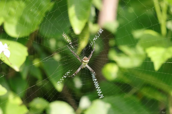 Μια Κοντινή Φωτογραφία Μιας Αράχνης Ράβει Δίχτυ Της — Φωτογραφία Αρχείου