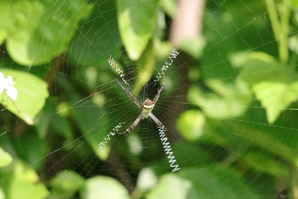 Gros Plan Une Araignée Cousant Son Filet — Photo