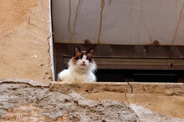 Låg Vinkel Skott Fluffig Katt Tittar Ner Från Grunge Byggnad — Stockfoto