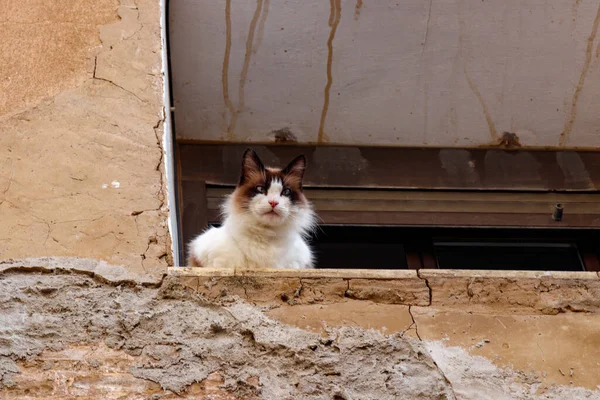 Tiro Ángulo Bajo Gato Esponjoso Mirando Desde Edificio Grunge — Foto de Stock