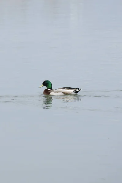 一只野鸭在湖中游动的垂直镜头 — 图库照片
