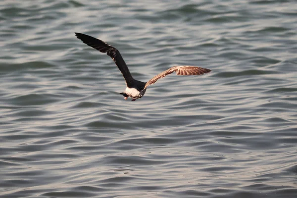Uma Vista Panorâmica Uma Gaivota Voando Sobre Água — Fotografia de Stock