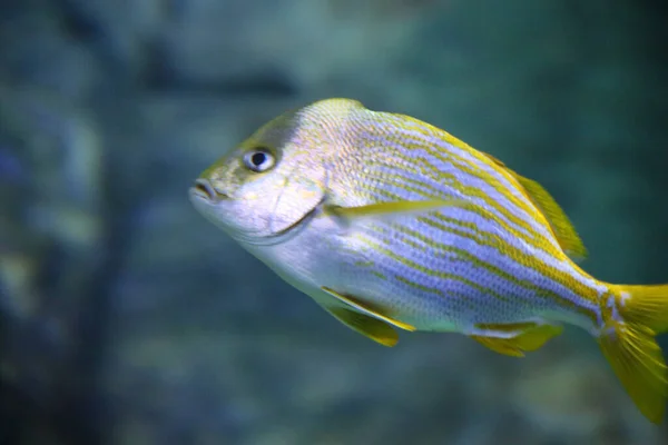 Closeup Porkfish Swimming Aquarium Lights — Stock Photo, Image