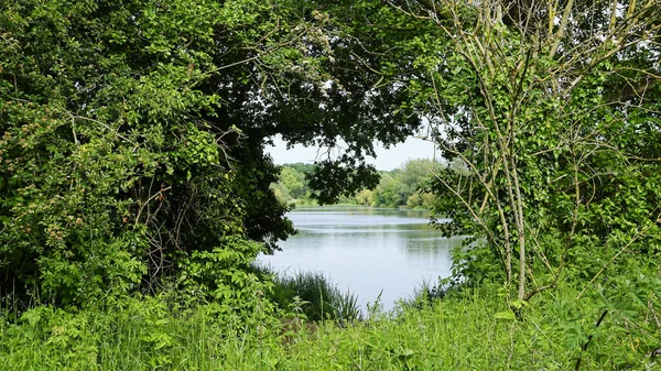 イギリス ノリッジのイースト アングリア大学の木々と穏やかな湖の自然景観 — ストック写真