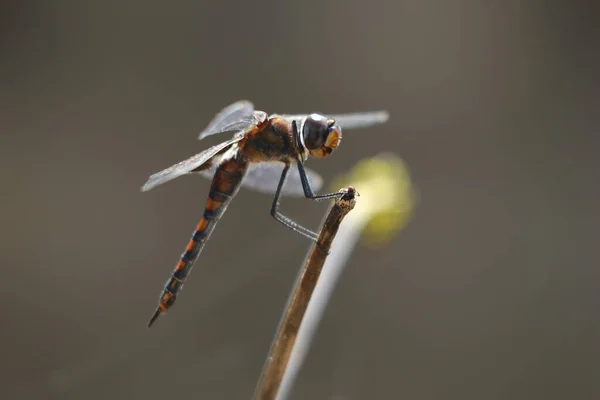 Selective Focus Shot Cute Dragonfly Stick — Stock Photo, Image