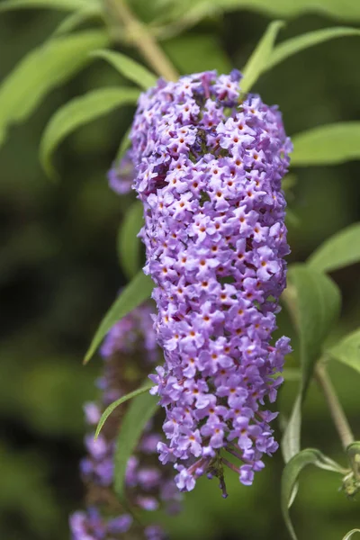 Vertical Shot Beautiful Summer Lilac Flower Surrounded Leaves — Stock Photo, Image