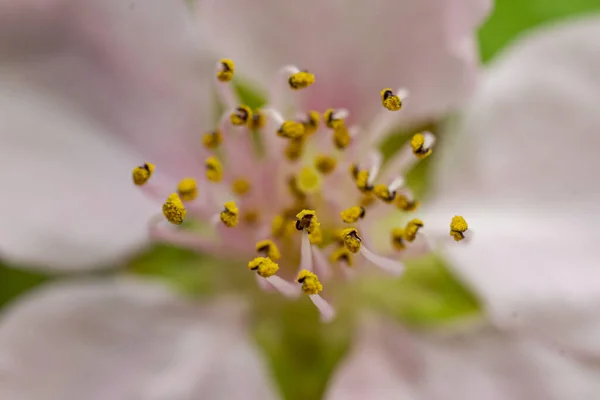 Крупним Планом Знімок Пелюсток Рожевої Квітки — стокове фото