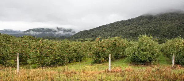 Overdag Een Appelplantage Het Platteland — Stockfoto