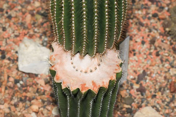Egy Közeli Kép Vágott Kaktusz Növény Kavicsos Alapon — Stock Fotó