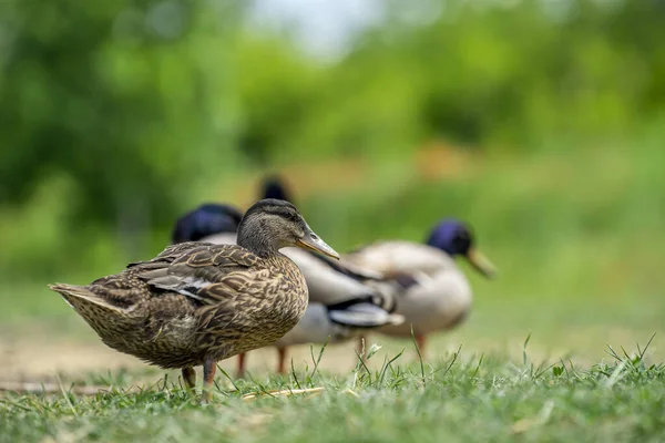 Tiro Patos Pequeños Hierba Verde — Foto de Stock