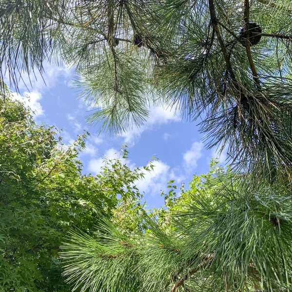 Low Angle Shot Green Trees Daylight — Stock Photo, Image