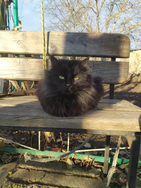 Gato Peludo Negro Con Ojos Amarillos Claros Sentado Una Silla — Foto de Stock