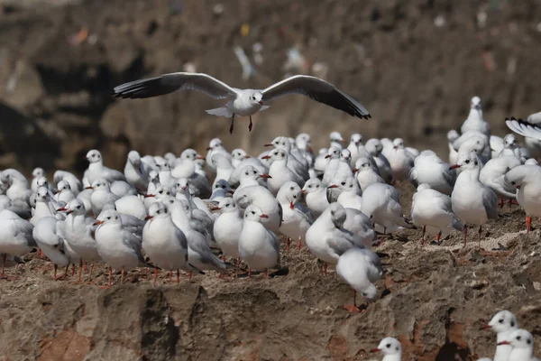 Naturskön Utsikt Över Måsar Samlades Stranden Suddig Bakgrund — Stockfoto