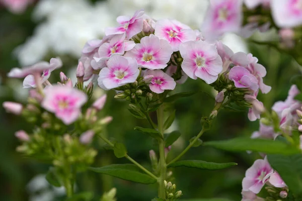 Hermoso Primer Plano Flexes Jardín Rosados — Foto de Stock