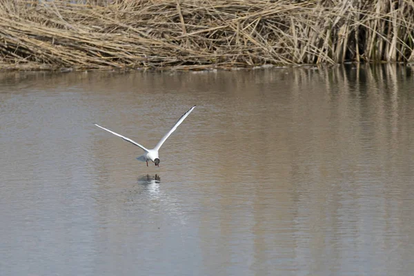 Знімок Птаха Біля Поверхні Води — стокове фото