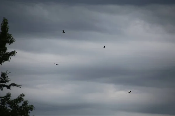 Птицы Летящие Бурном Небе — стоковое фото