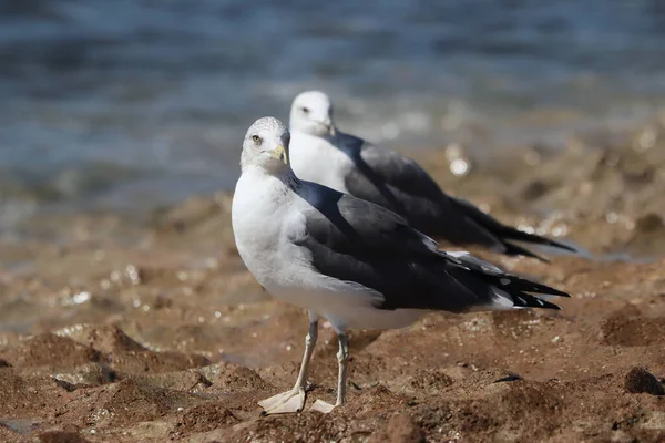 Eine Nahaufnahme Von Möwen Die Strand Vor Verschwommenem Hintergrund Stehen — Stockfoto