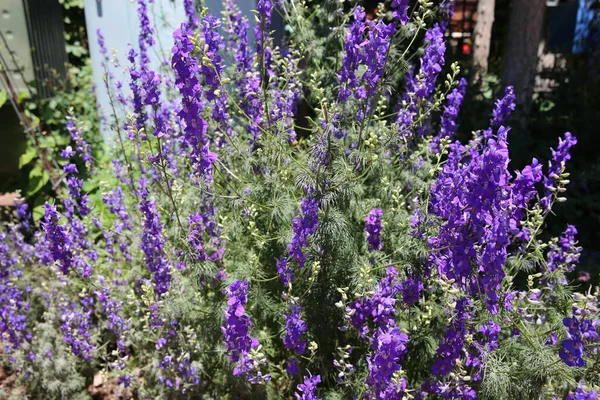 Een Selectieve Focusshot Van Larkspur Giftige Planten — Stockfoto