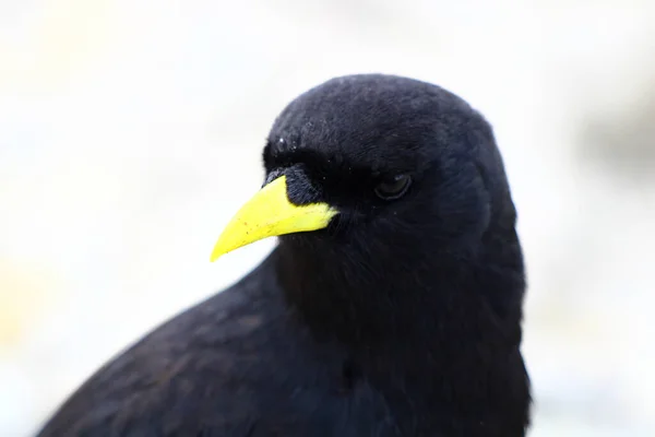 Крупним Планом Альпійський Каштан Pyrrhocorax Graculus Птах Ізольований Розмитому Білому — стокове фото