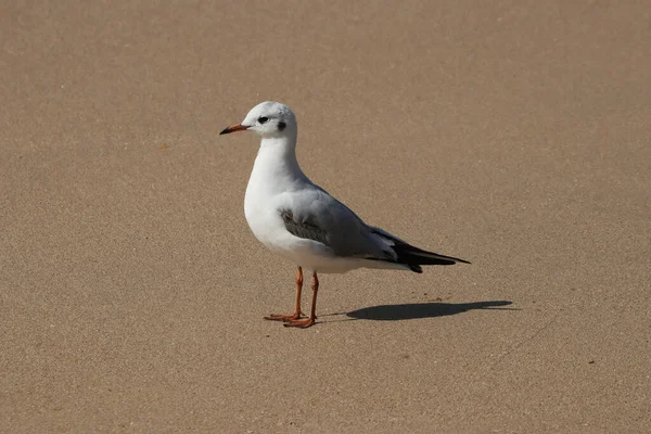 Tiro Close Uma Gaivota Empoleirada Uma Superfície Arenosa — Fotografia de Stock