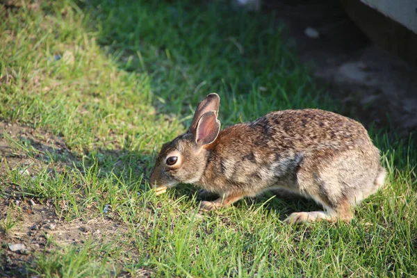 Closeup Rabbit Grazing Field Sunlight Blurry Background — Stock Photo, Image