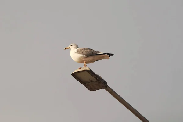 Eine Möwe Auf Einer Straßenlaterne — Stockfoto