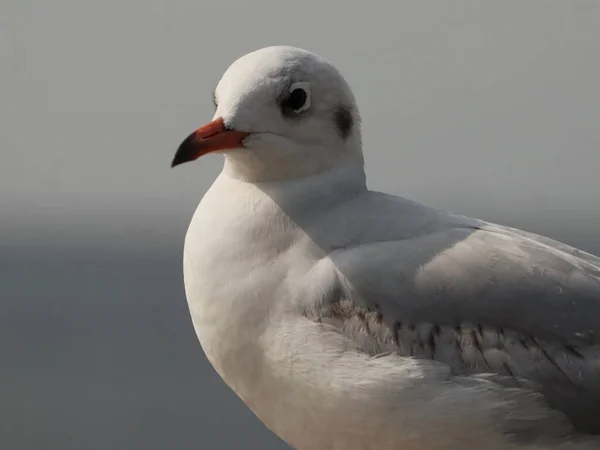 Side Portrait Cute White Seagull — Stock Photo, Image