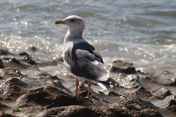 Gros Plan Une Mouette Debout Sur Plage Sur Fond Flou — Photo