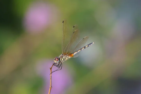 Een Selectieve Focus Shot Van Een Schattige Libelle Een Stok — Stockfoto