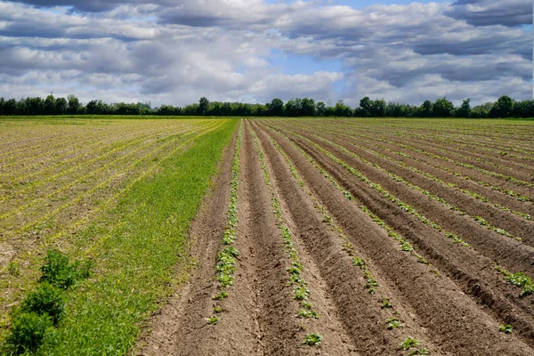 曇った空の背景に植えられた作物と耕作場の美しいショット — ストック写真