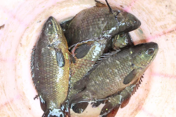 Sebuah Pandangan Atas Ikan Segar Dalam Ember — Stok Foto
