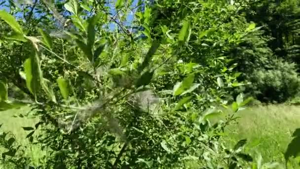 Groene Bladeren Tuin — Stockvideo